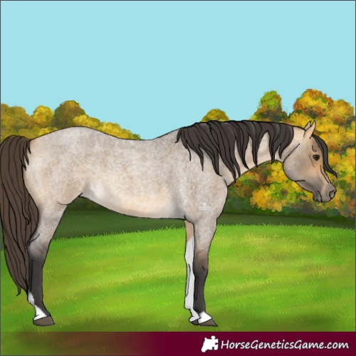 Horse Color:Buckskin Roan Dun Tobiano 
