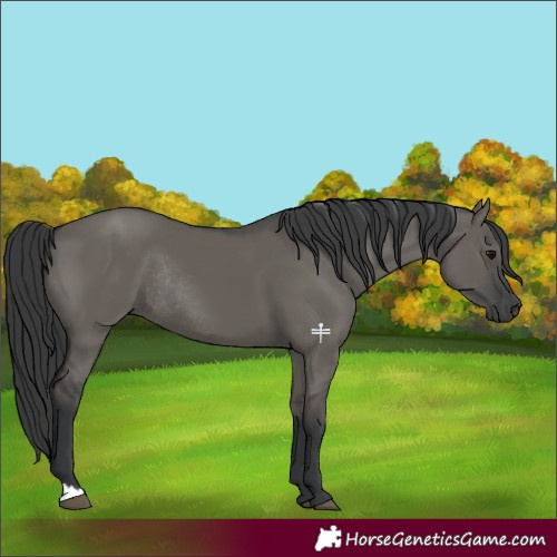 Horse Color:Grullo Rabicano 