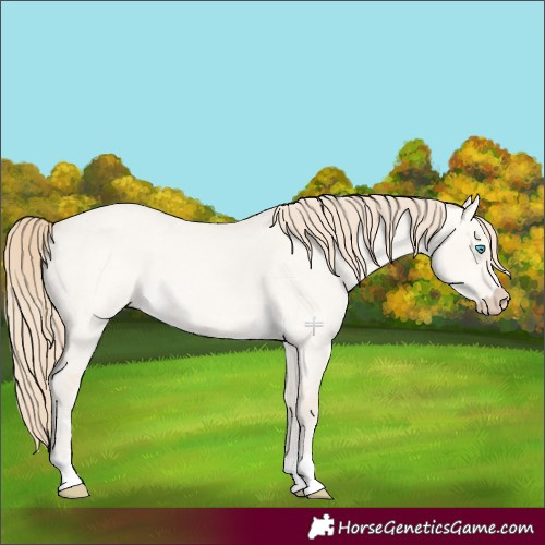Horse Color:Perlino Roan Dun 