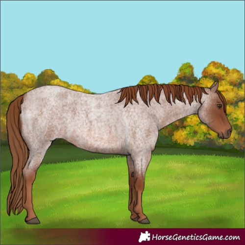 Horse Color:Red Roan 