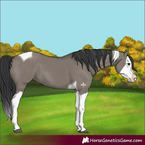 Horse Color:Grullo Splash Tobiano 