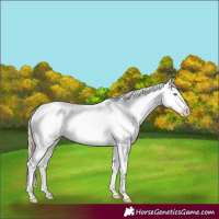 Horse Color:Gold Champagne Roan Dun Splash Tobiano Frame Appaloosa Rabicano 