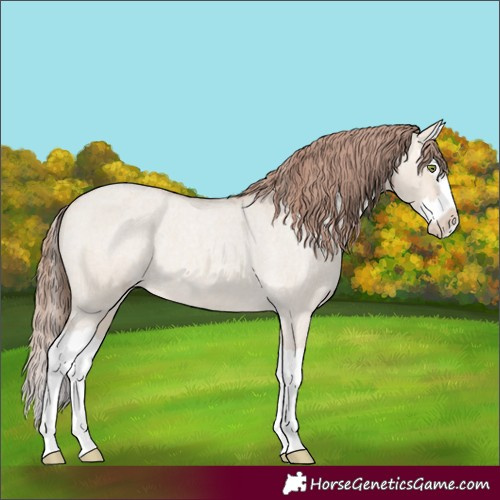 Horse Color:Sable Champagne Roan Dun Splash Appaloosa 