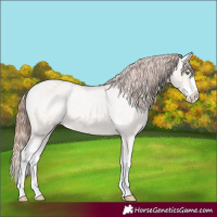 Horse Color:Sable Champagne Roan Dun Splash Appaloosa