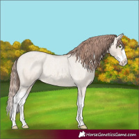 Horse Color:Sable Champagne Roan Dun Splash Appaloosa 