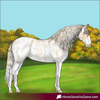 Horse Color:Gold Cream Champagne Sabino Appaloosa 