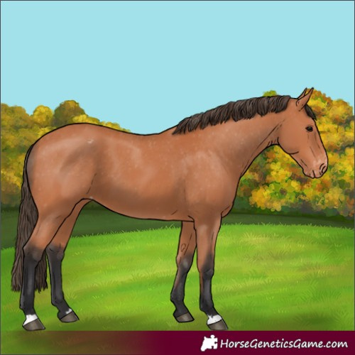Horse Color:Bay Appaloosa 