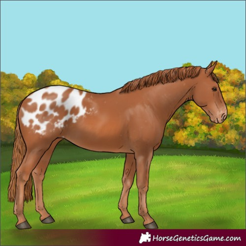 Horse Color:Chestnut Appaloosa