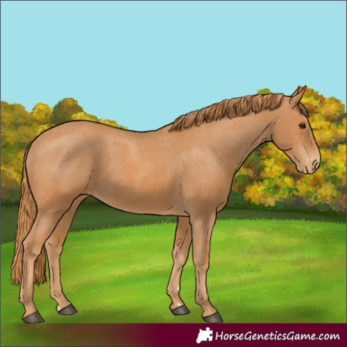 Horse Color:Chestnut Appaloosa