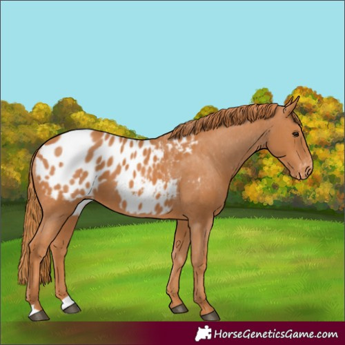 Horse Color:Chestnut Appaloosa 