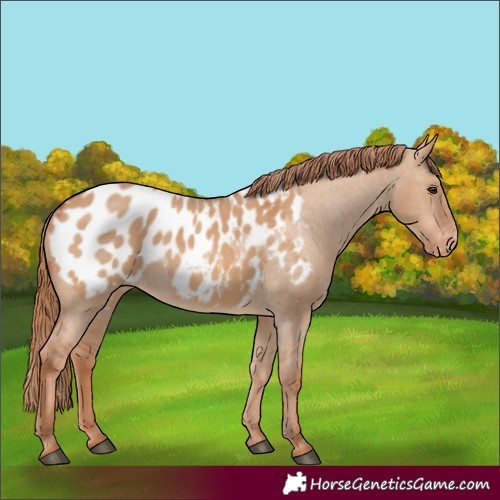 Horse Color:Red Dun Appaloosa 
