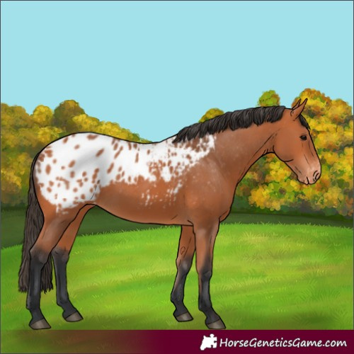 Horse Color:Bay Appaloosa
