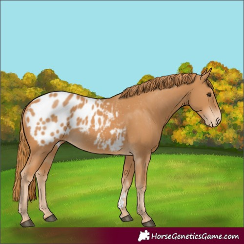 Horse Color:Chestnut Appaloosa 
