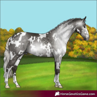 Horse Color:Gray White Spotted Silver Black 