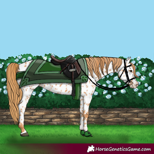 Horse Color:Chestnut Appaloosa