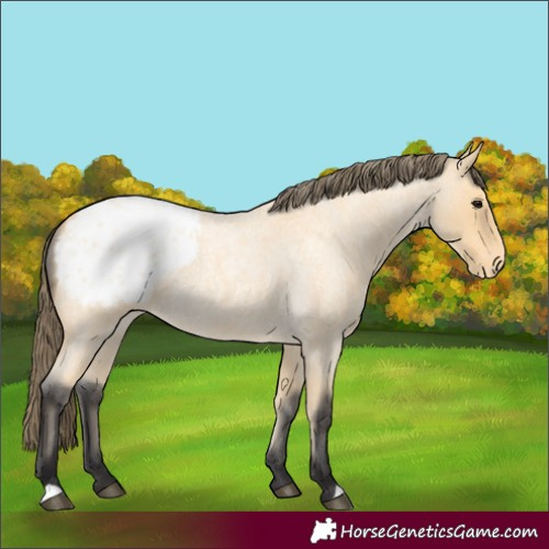 Horse Color:Buckskin Roan Appaloosa 
