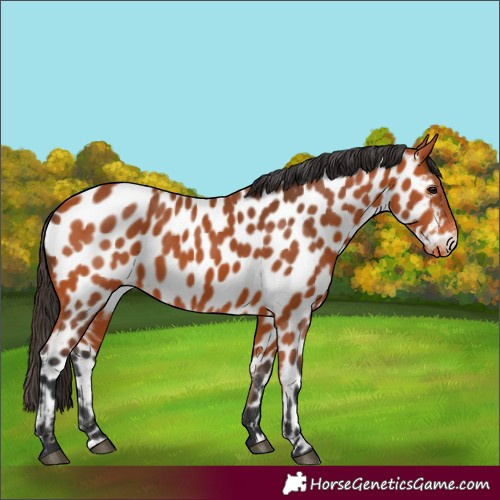Horse Color:Bay Appaloosa 