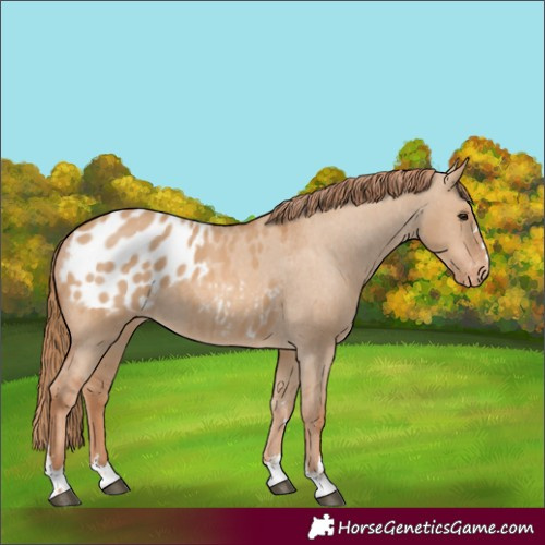 Horse Color:Red Dun Appaloosa