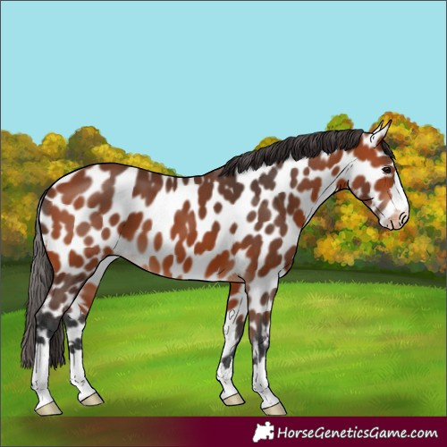 Horse Color:Bay Appaloosa