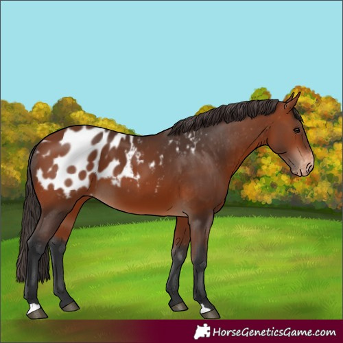 Horse Color:Bay Appaloosa 