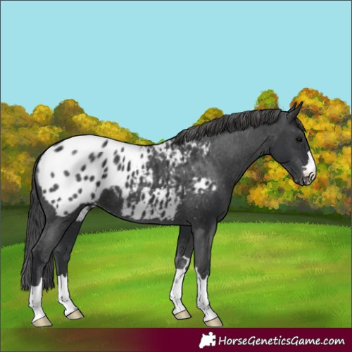 Horse Color:Black Appaloosa 