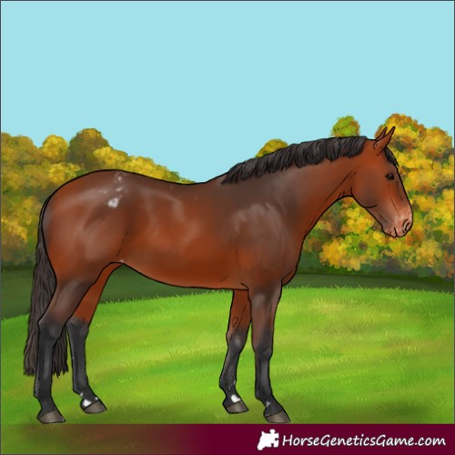 Horse Color:Bay Appaloosa