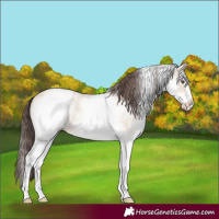 Horse Color:White Spotted Classic Champagne Roan Dun 