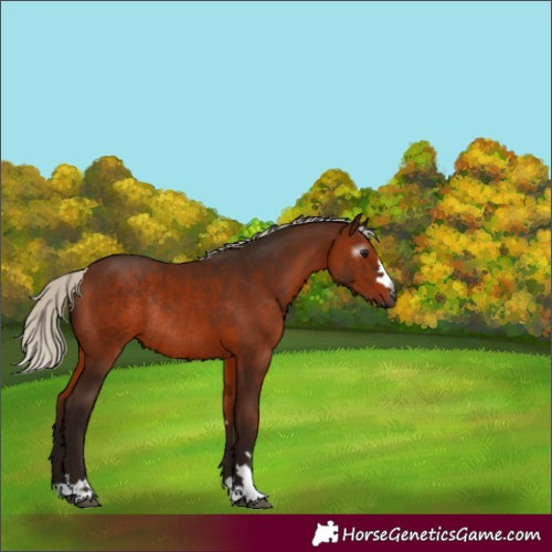 Horse Color:Gray Silver Bay Rabicano 