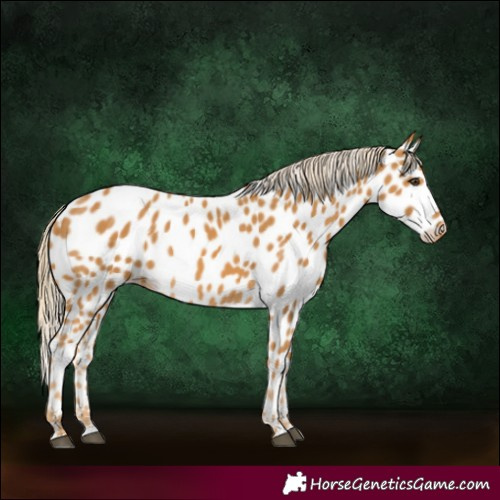 Horse Color:Palomino Near Leopard