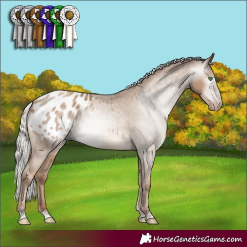 Horse Color:Gray Silver Classic Champagne Appaloosa Rabicano 