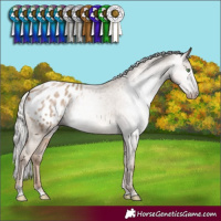 Horse Color:Gray Silver Classic Champagne Appaloosa Rabicano