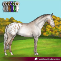 Horse Color:Gray Silver Classic Champagne Appaloosa Rabicano