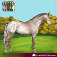 Horse Color:Gray Silver Classic Champagne Appaloosa Rabicano 