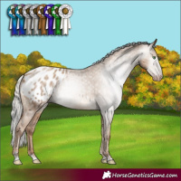 Horse Color:Gray Silver Classic Champagne Appaloosa Rabicano 