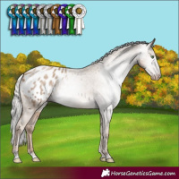 Horse Color:Gray Silver Classic Champagne Appaloosa Rabicano 