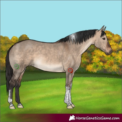 Horse Color:White Spotted Brown Dun Tobiano Rabicano