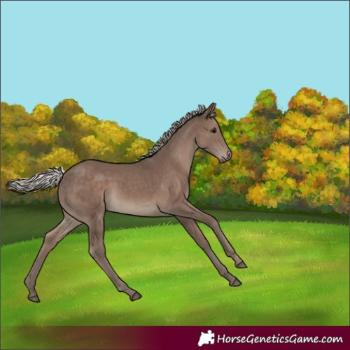 Horse Color:White Spotted Silver Black 