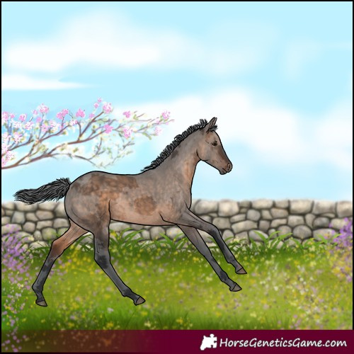 Horse Color:Brown Dun Merle Rabicano 
