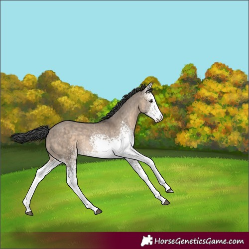 Horse Color:White Spotted Brown Dun Merle Rabicano 