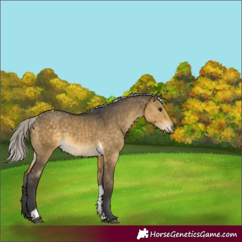 Horse Color:Silver Buckskin Dun Tobiano Rabicano 