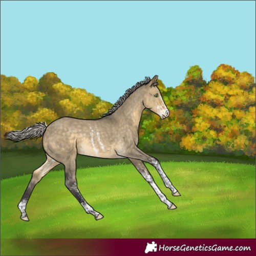 Horse Color:Silver Buckskin Dun Sabino Rabicano