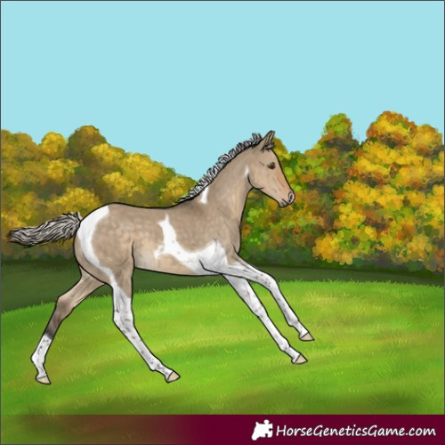 Horse Color:Silver Smoky Grullo Tobiano 
