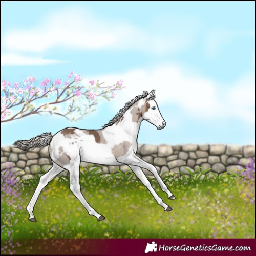 Horse Color:Silver Brown Dun Merle Tobiano Rabicano 