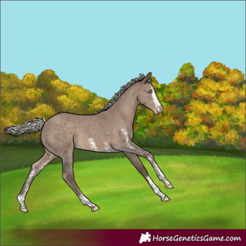 Horse Color:Silver Grullo Sabino 