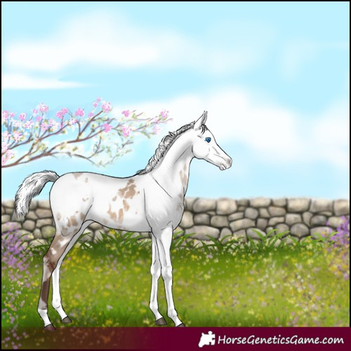 Horse Color:Silver Brown Dun Merle Near Leopard Rabicano 