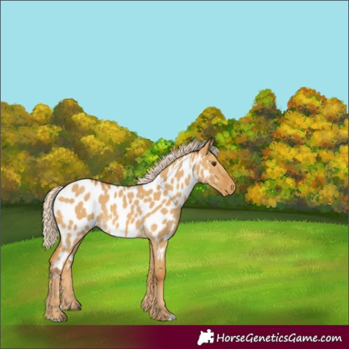 Horse Color:Palomino Dun Near Leopard Rabicano 