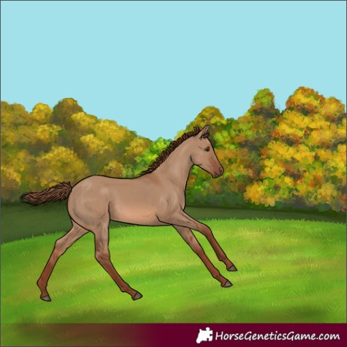 Horse Color:Red Dun Merle Rabicano