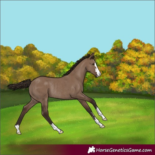 Horse Color:Liver Red Dun Merle Rabicano 