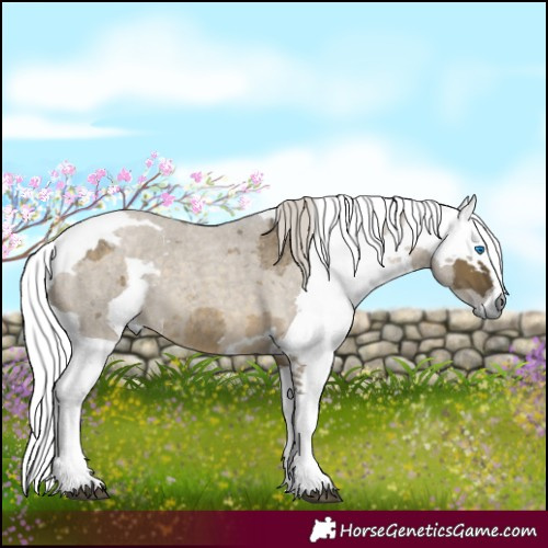 Horse Color:Silver Buckskin Roan Dun Merle Rabicano 