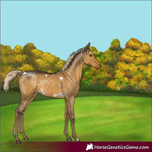 Horse Color:White Spotted Chocolate Palomino Dun Mushroom Rabicano 